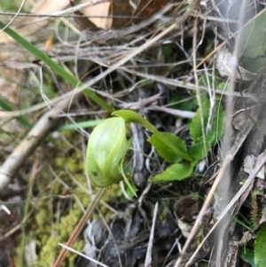 Pterostylis nutans at Paddys River, ACT - 17 Sep 2017