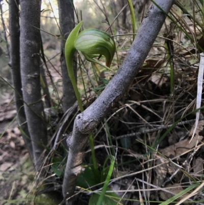 Pterostylis nutans (Nodding Greenhood) at Paddys River, ACT - 17 Sep 2017 by JasonC