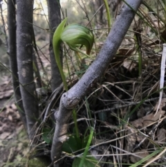 Pterostylis nutans (Nodding Greenhood) at Gibraltar Pines - 17 Sep 2017 by JasonC