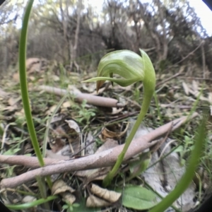 Pterostylis nutans at Paddys River, ACT - 17 Sep 2017