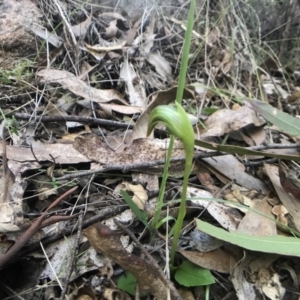 Pterostylis nutans at Paddys River, ACT - 17 Sep 2017