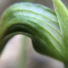 Pterostylis nutans at Paddys River, ACT - 17 Sep 2017