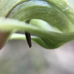 Pterostylis nutans at Paddys River, ACT - suppressed