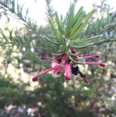 Grevillea lanigera (Woolly Grevillea) at Paddys River, ACT - 17 Sep 2017 by JasonC