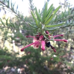 Grevillea lanigera at Paddys River, ACT - 17 Sep 2017 07:28 PM