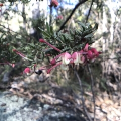 Grevillea lanigera at Paddys River, ACT - 17 Sep 2017