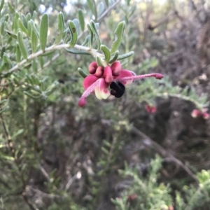 Grevillea lanigera at Paddys River, ACT - 17 Sep 2017 07:28 PM