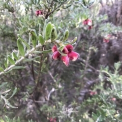 Grevillea lanigera at Paddys River, ACT - 17 Sep 2017