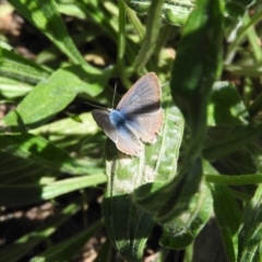 Lampides boeticus (Long-tailed Pea-blue) at Goorooyarroo NR (ACT) - 6 Nov 2016 by ArcherCallaway