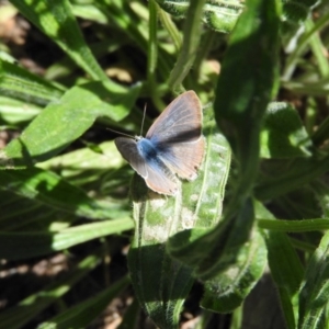 Lampides boeticus at Goorooyarroo NR (ACT) - 6 Nov 2016 12:08 PM