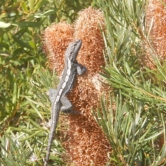 Amphibolurus muricatus (Jacky Lizard) at North Tura Coastal Reserve - 17 Sep 2017 by MichaelMulvaney