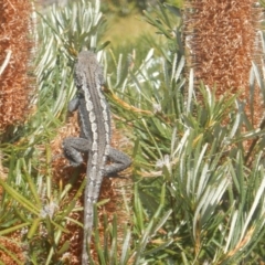 Amphibolurus muricatus at Tura Beach, NSW - 17 Sep 2017 02:35 PM