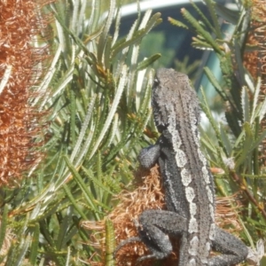 Amphibolurus muricatus at Tura Beach, NSW - 17 Sep 2017 02:35 PM