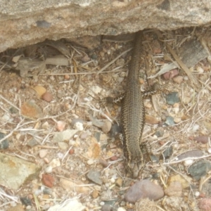 Eulamprus heatwolei at Tathra, NSW - 16 Sep 2017