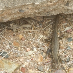 Eulamprus heatwolei at Tathra, NSW - 16 Sep 2017 01:53 PM