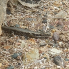 Eulamprus heatwolei at Tathra, NSW - 16 Sep 2017