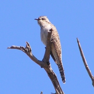 Cacomantis pallidus at Kambah, ACT - 17 Sep 2017 10:53 AM