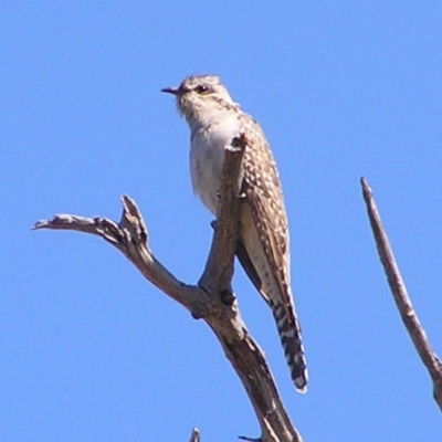 Cacomantis pallidus (Pallid Cuckoo) at Kambah, ACT - 17 Sep 2017 by MatthewFrawley