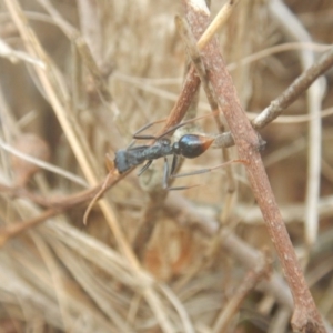 Myrmecia tarsata at Mirador, NSW - 16 Sep 2017 11:37 AM