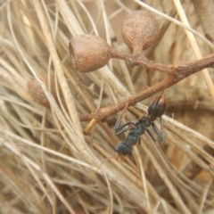 Myrmecia tarsata at Mirador, NSW - 16 Sep 2017 11:37 AM