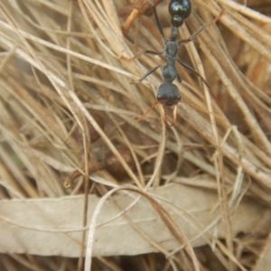 Myrmecia tarsata at Mirador, NSW - 16 Sep 2017 11:37 AM