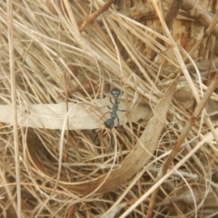 Myrmecia tarsata at Mirador, NSW - 16 Sep 2017