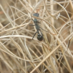 Myrmecia tarsata at Mirador, NSW - 16 Sep 2017 11:37 AM