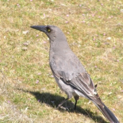 Strepera versicolor (Grey Currawong) at Mount Taylor - 17 Sep 2017 by MatthewFrawley