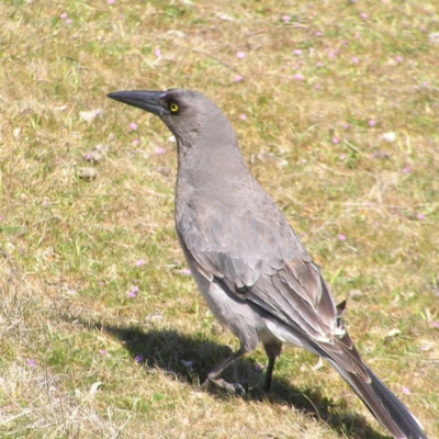 Strepera versicolor (Grey Currawong) at Mount Taylor - 17 Sep 2017 by MatthewFrawley