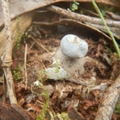 Geastrum sp. (genus) (An earthstar) at Mirador, NSW - 16 Sep 2017 by MichaelMulvaney