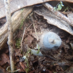 Geastrum sp. at Mirador, NSW - 16 Sep 2017