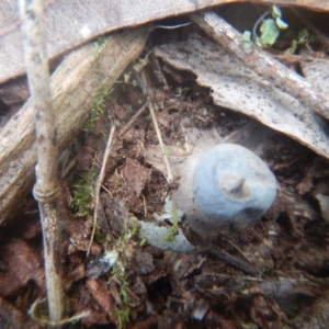 Geastrum sp. at Mirador, NSW - 16 Sep 2017