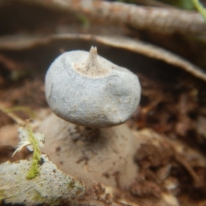 Geastrum sp. at Mirador, NSW - 16 Sep 2017 11:14 AM