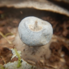 Geastrum sp. at Mirador, NSW - 16 Sep 2017