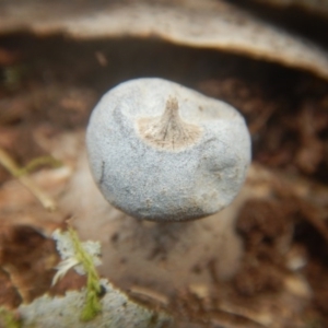 Geastrum sp. at Mirador, NSW - 16 Sep 2017 11:14 AM