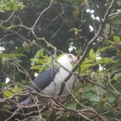 Columba leucomela (White-headed Pigeon) at Merimbula, NSW - 16 Sep 2017 by MichaelMulvaney