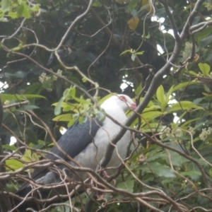 Columba leucomela at Merimbula, NSW - 16 Sep 2017