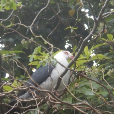 Columba leucomela (White-headed Pigeon) at Merimbula, NSW - 16 Sep 2017 by MichaelMulvaney