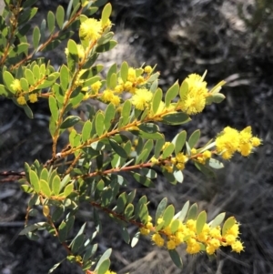 Acacia buxifolia subsp. buxifolia at Bungendore, NSW - 17 Sep 2017