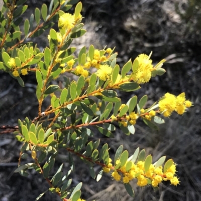 Acacia buxifolia subsp. buxifolia (Box-leaf Wattle) at Bungendore, NSW - 17 Sep 2017 by yellowboxwoodland