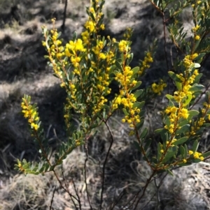 Acacia buxifolia subsp. buxifolia at Bungendore, NSW - 17 Sep 2017 08:02 PM