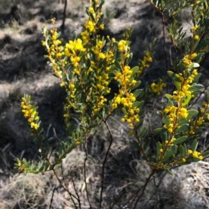Acacia buxifolia subsp. buxifolia at Bungendore, NSW - 17 Sep 2017