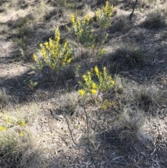 Acacia buxifolia subsp. buxifolia at Bungendore, NSW - 17 Sep 2017