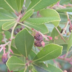 Arbutus unedo at Stromlo, ACT - 13 Sep 2017 02:04 PM