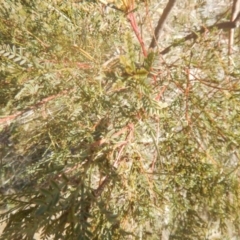 Indigofera adesmiifolia at Stromlo, ACT - 13 Sep 2017