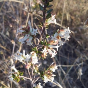 Brachyloma daphnoides at Kambah, ACT - 15 Sep 2017 02:19 PM