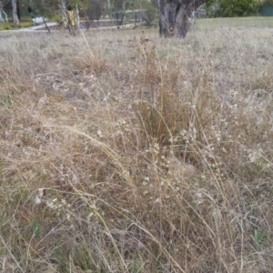 Brachyloma daphnoides at Kambah, ACT - 15 Sep 2017 02:19 PM