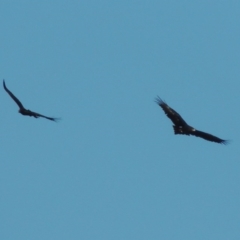 Aquila audax (Wedge-tailed Eagle) at Molonglo River Reserve - 17 Sep 2017 by michaelb