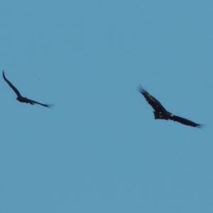 Aquila audax at Molonglo River Reserve - 17 Sep 2017 06:06 PM