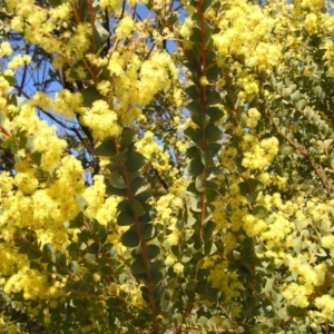 Acacia pravissima at Kambah, ACT - 17 Sep 2017 11:00 AM